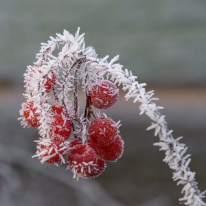 Frost 11